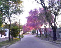 flores10.jpg (125848 bytes)